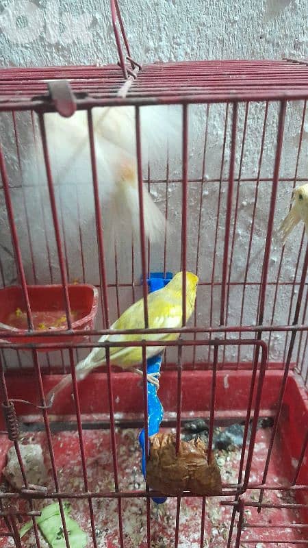 صور لعباسية 12