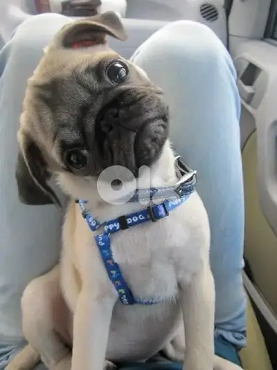 Cutest Pug puppy imported pure breed Delivery كلب كلاب Dog