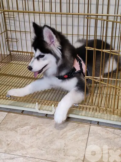 siberian husky siberian husky
