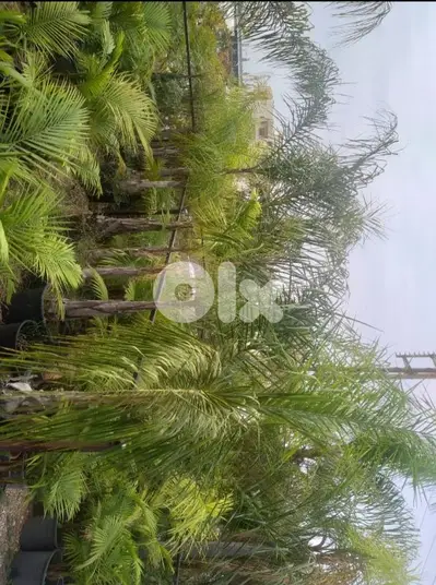 كوكوس cocos