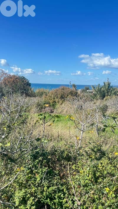 Land for sale in Thoum, Batroun أرض للبيع في تحوم، البترون Land for sale in Thoum, Batroun أرض للبيع في تحوم، البترون