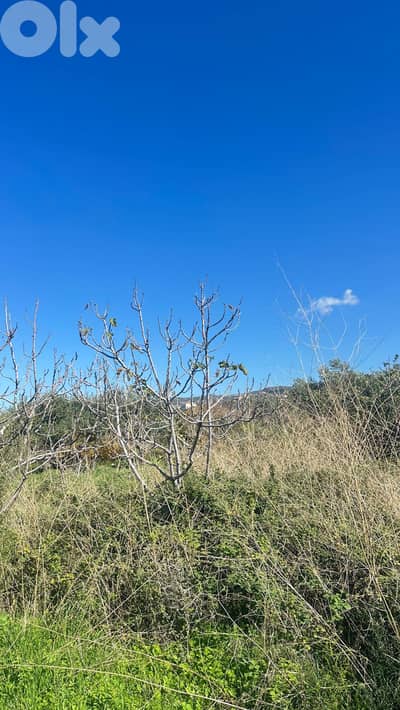 Land for sale in Thoum, Batroun أرض للبيع في تحوم، البترون Land for sale in Thoum, Batroun أرض للبيع في تحوم، البترون