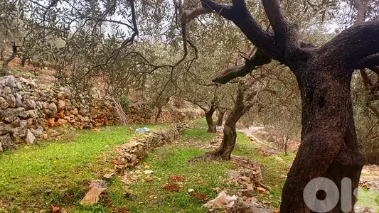 lands for sale Autostrade Batroun-Ouraارض للبيع اوتوسترادالبترون-عورا