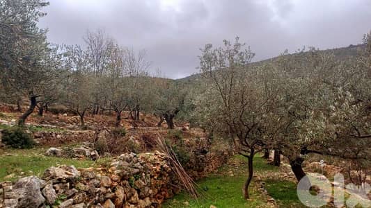 lands for sale Autostrade Batroun-Ouraارض للبيع اوتوسترادالبترون-عورا