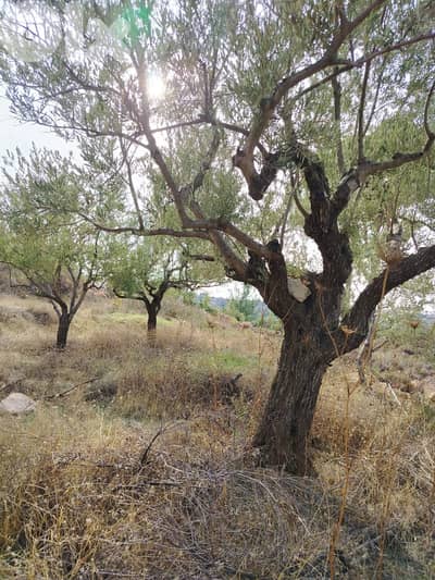 Land for sale in Khraybe Chouf with nice view الخريبة الشوف