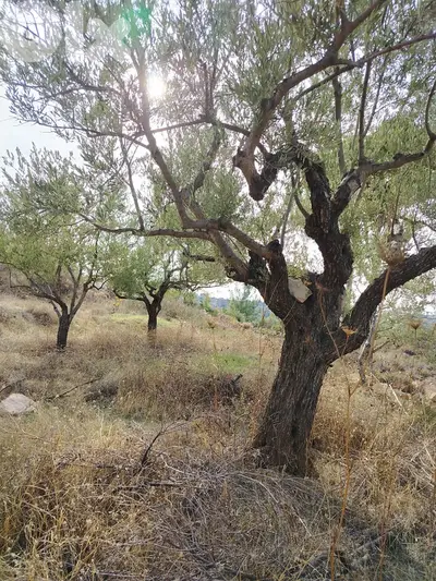 Land for sale in Khraybe Chouf with nice view الخريبة الشوف