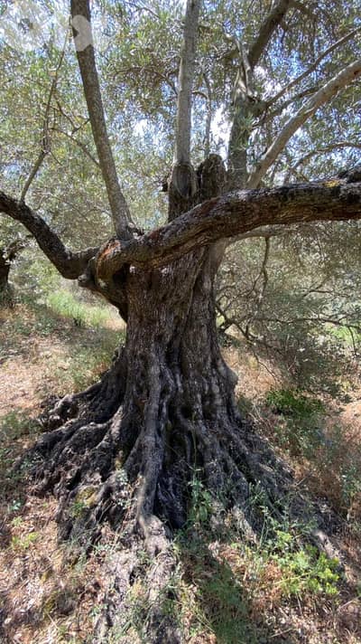 L15837 - 7,500 SQM Land With View For Sale in Deir Al Qamar