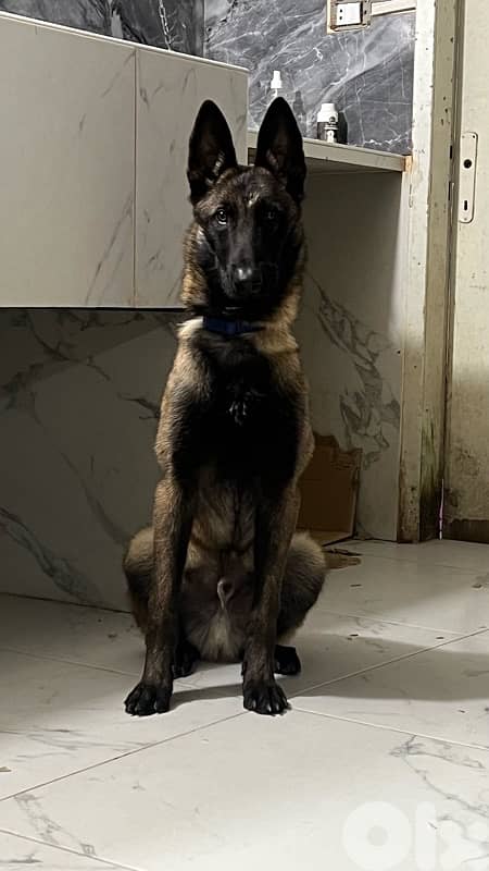 Male 6 months trained for sale play drive food drive top 0