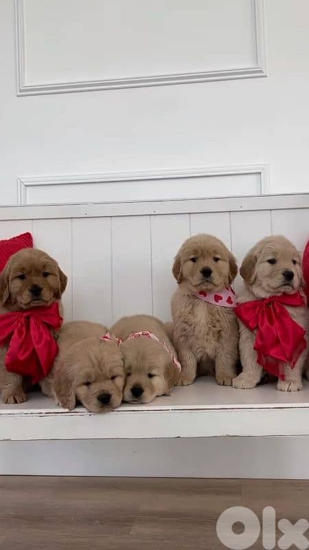 Golden Retriever Puppies Available in Store & Delivery 0