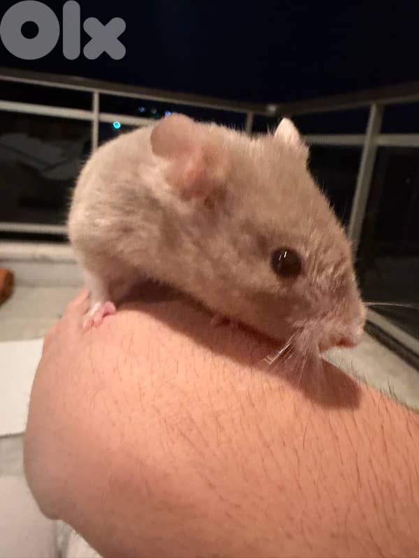 The best hamsters for you 6