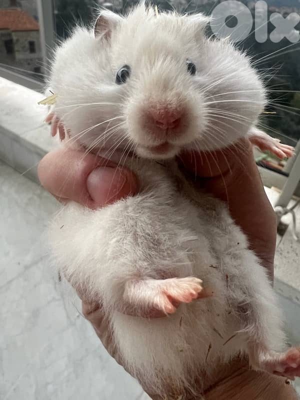 The best hamsters for you 8