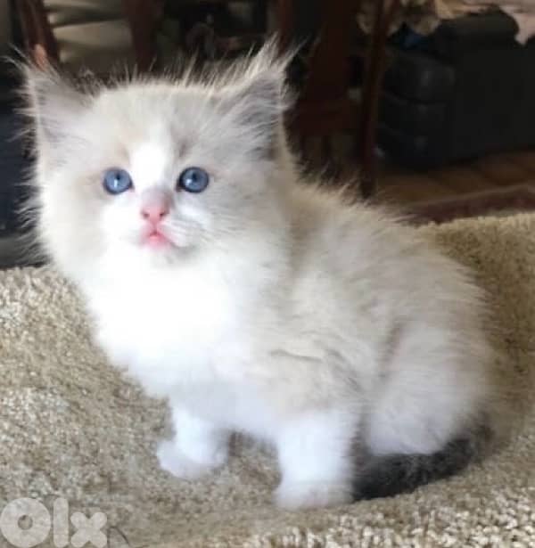 UNIQUE & GORGEOUS Ragdoll kitten IMPORTED Pure high quality breed قطط 0