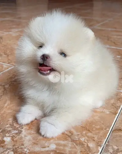 Adorable Pomsky puppy available in store & delivery