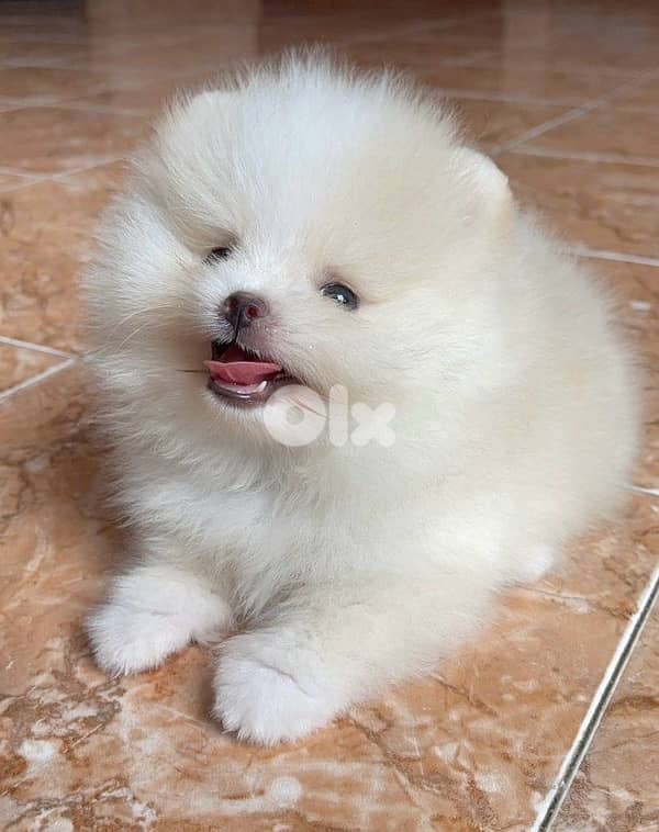 Adorable Pomsky puppy available in store & delivery 0