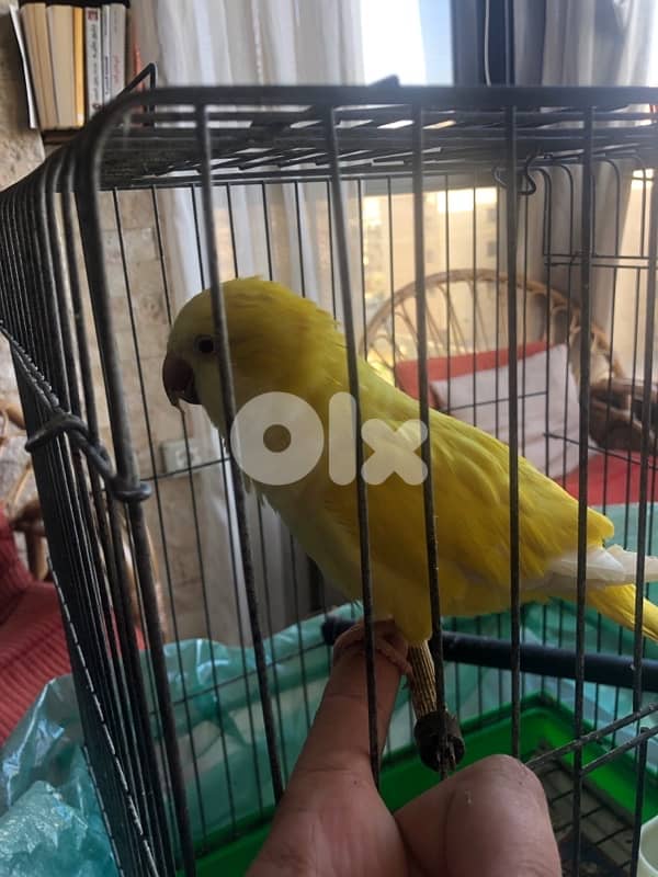 latino red eye quakker (male) 0