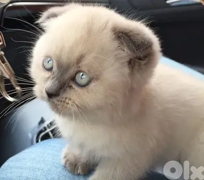 Scottish fold kitten blue point
