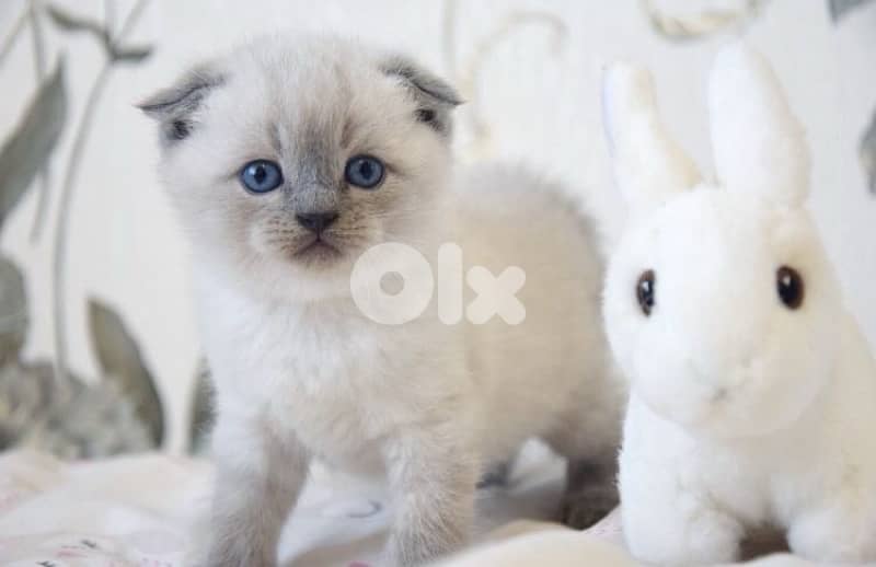 scottish fold blue point kitten 0