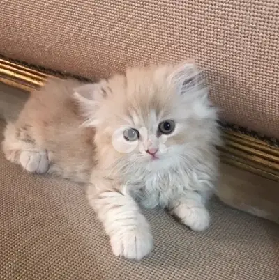 Persian Gold kitten