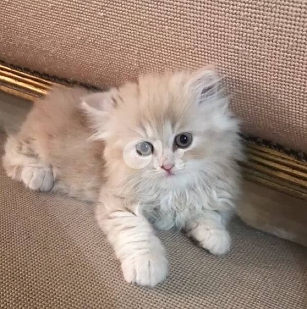 Persian Gold kitten 0