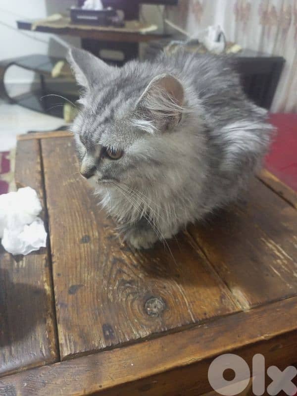 عرمون ضيعة 0