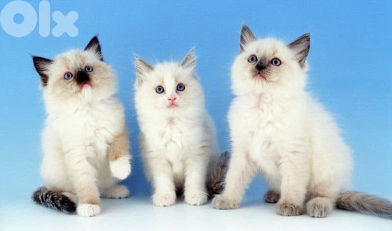مطلوب ragdoll kitten للبيع او للتبني 0