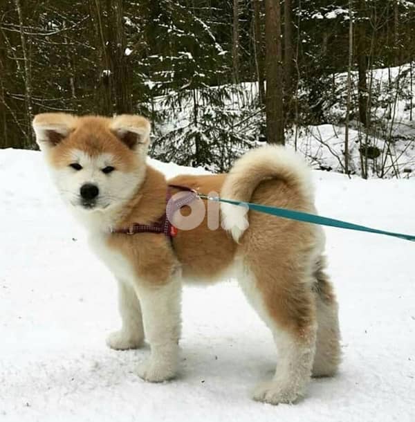 female Japanese akita (fci pedigree parents ) 0