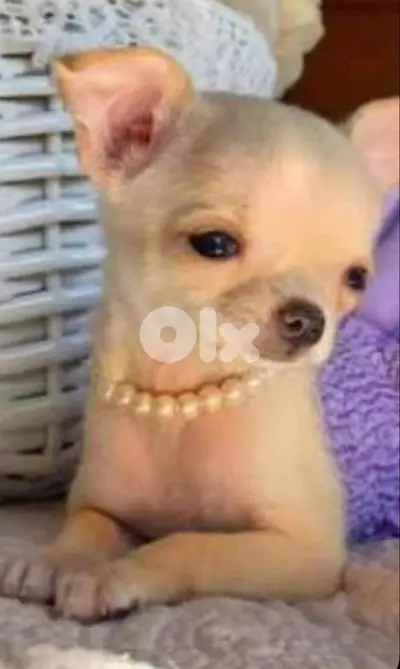 Chihuahua Imported AVAILABLE