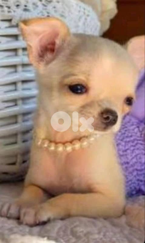 Chihuahua Imported AVAILABLE 0