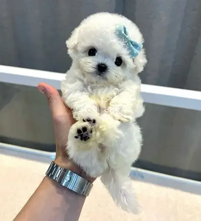 BICHON MALTESE & MALTIPOO more dogs and colors available good offers!!