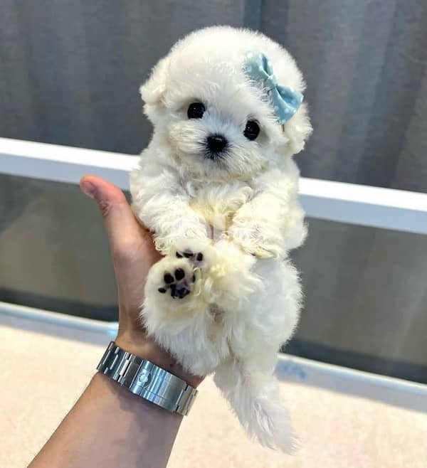 BICHON MALTESE & MALTIPOO more dogs and colors available good offers!! 0