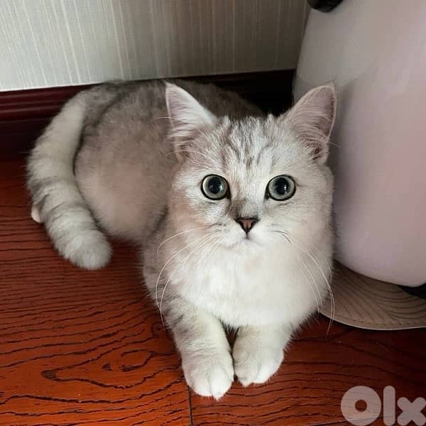Adorable Silver Chinchilla kitten IMPORTED 0