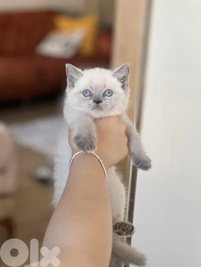 Cute & Small British Short Hair Blue Point AVAILABLE