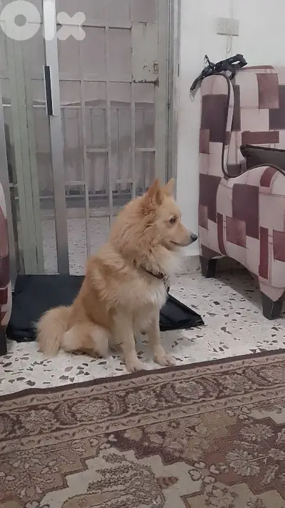 indian spitz dog