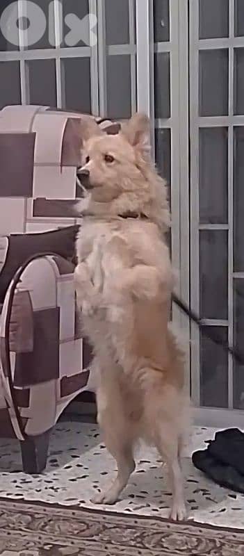 indian spitz dog 7