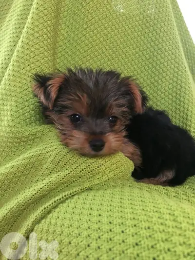Yorkshire puppy pure breed imported/ Delivery/ Dog / كلب