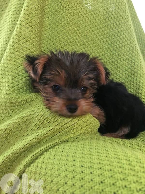 Yorkshire puppy pure breed imported/ Delivery/ Dog / كلب 0