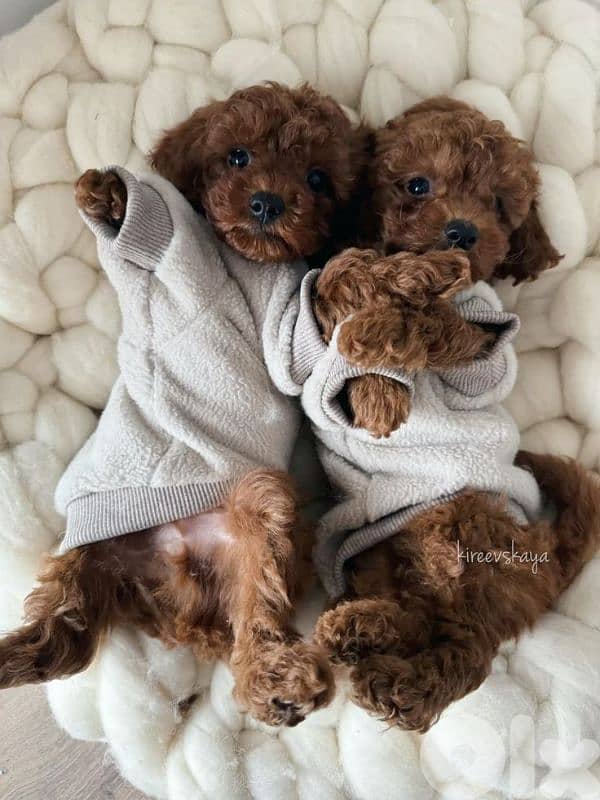 Toy Poodle Puppies Available/Dog/ كلاب/ Imported/Delivery 0