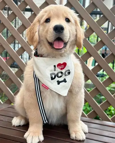 Perfect Golden Retriever Puppies | in store & delivery available