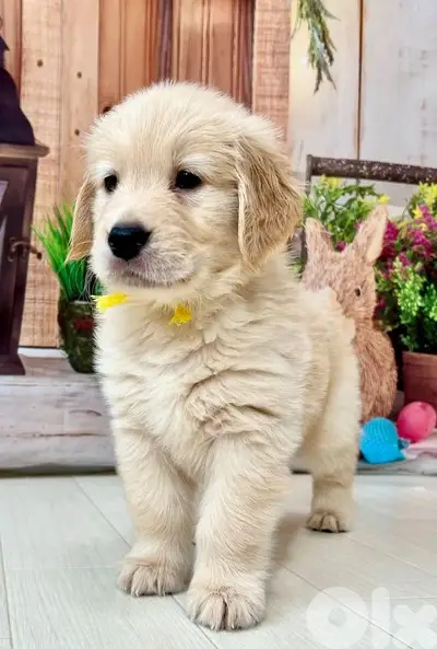 Pure Golden Retriever Puppies| dog كلاب in store