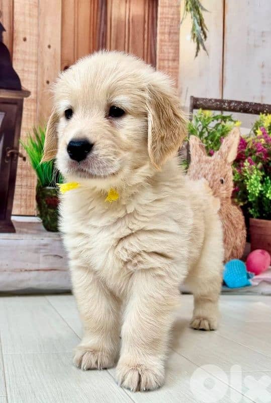 Pure Golden Retriever Puppies| dog كلاب in store 0