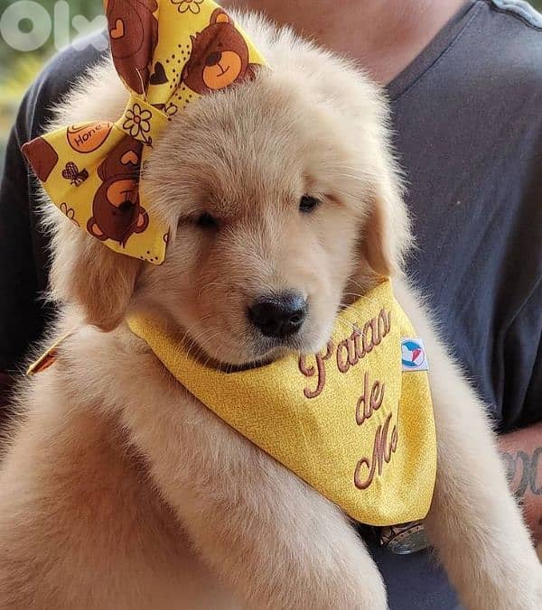 Best Breed | Golden Retriever Puppies Available 0