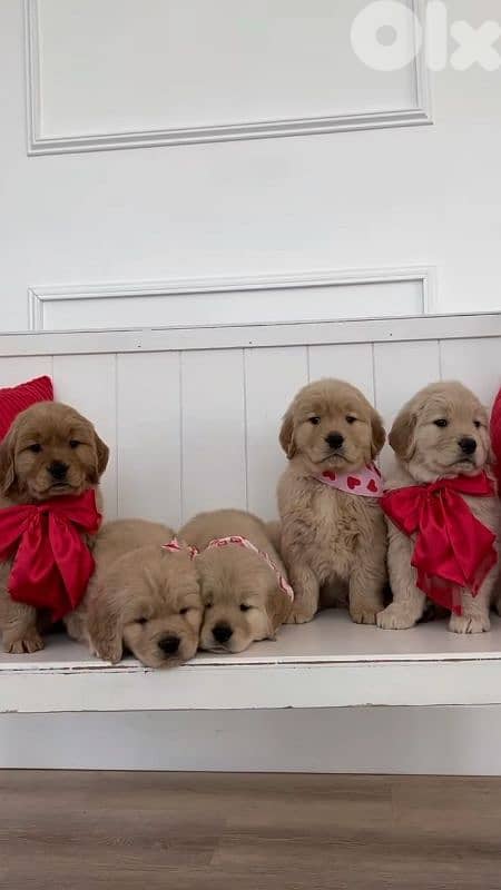 Golden Retriever Puppies - Available In Store-Dog 0