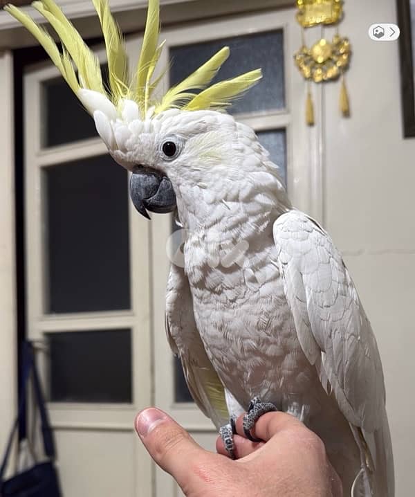 cockatoo 0