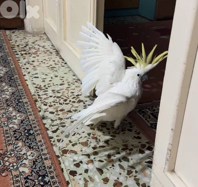 cockatoo 3
