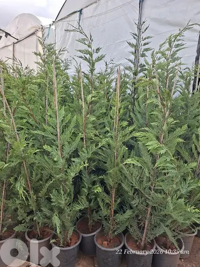 leylandii 1.7 m & 2m & 3 m