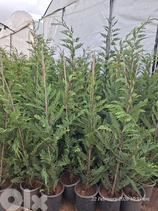 leylandii 1.7 m & 2m & 3 m 0