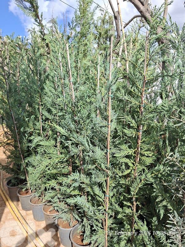 leylandii 1.7 m & 2m & 3 m 1