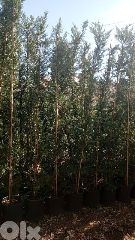 leylandii 1.7 m & 2m & 3 m 4