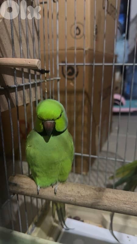 indian ringneck green male and female ( male sings ) 0