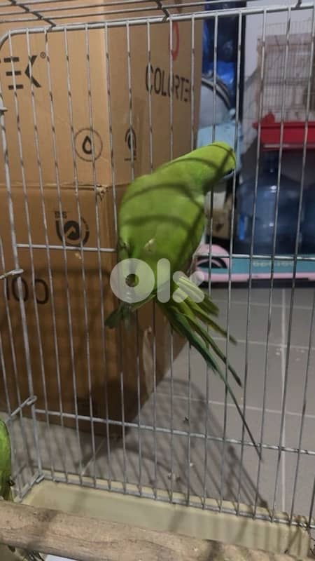 indian ringneck green male and female ( male sings ) 1
